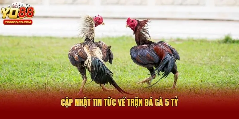 Cập nhật tin tức về trận đá gà 5 tỷ