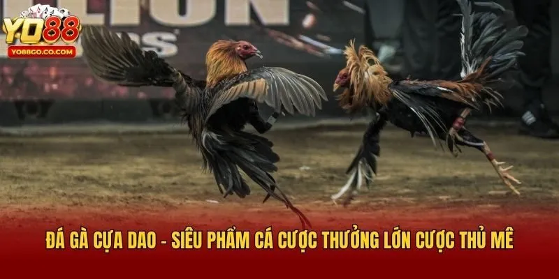 Đá Gà Cựa Dao - Siêu Phẩm Cá Cược Thưởng Lớn Cược Thủ Mê