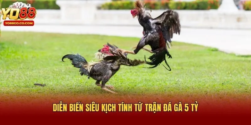 Diễn biến siêu kịch tính từ trận đá gà 5 tỷ