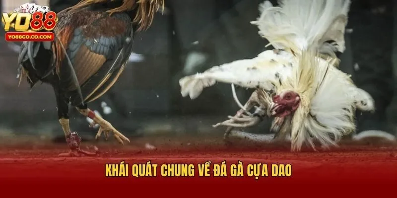 Khái quát chung về đá gà cựa dao