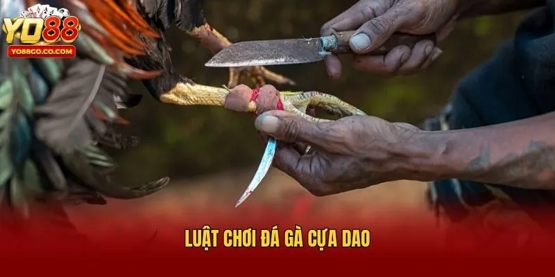 Luật chơi đá gà cựa dao