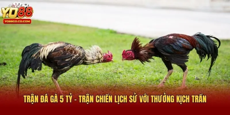 Trận Đá Gà 5 Tỷ - Trận Chiến Lịch Sử Với Thưởng Kịch Trần